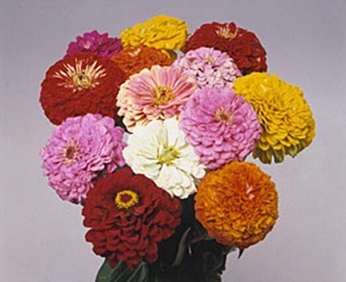See full amazon price history chart for Pase Seeds 50 Seeds- Zinnia Benary Giant Mix Annual Flower Seeds Pase Seeds 50 Seeds- Zinnia Benary Giant Mix Annual Flower Seeds (B07KRHRDS1) Amazon Price History, Amazon Price Tracker