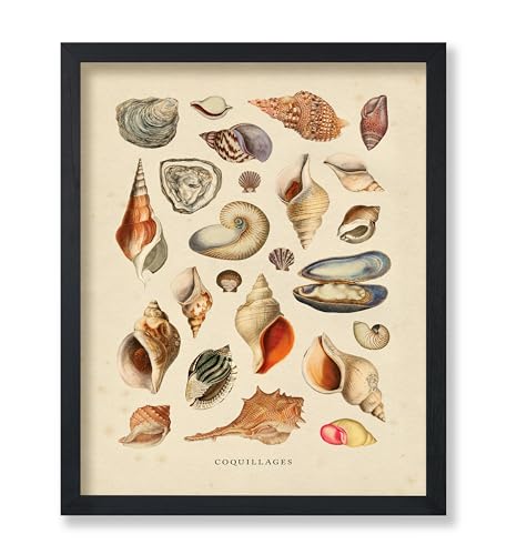 Monem Art Vintage Sea Shells Print - Aquatic Poster - Marine Life Art - Housewarming Gift for Men & Women - Minimal Decor for Office, Living Room or Bedroom - 8x10 UNFRAMED Wall Art