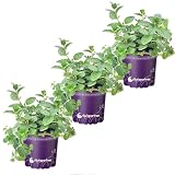 Englische Minze „Black Mitcham“ – Frische Minzpflanze mit intensivem Aroma, perfekt für Tee und Küche 3er-Set