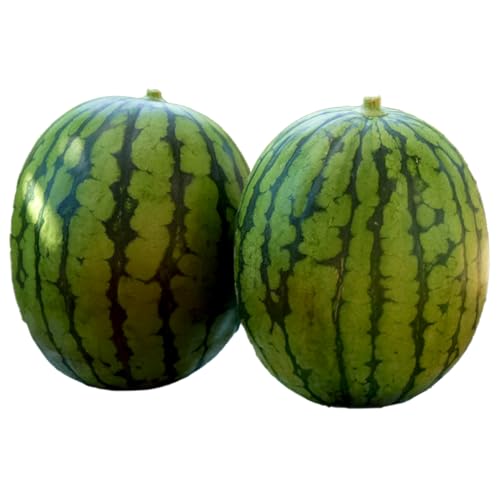 こだますいか ピノガール 2玉 [2026年5月中旬から発送開始] すいか 小玉すいか 小玉 スイカ 果物 フルーツ[BQ018sa]