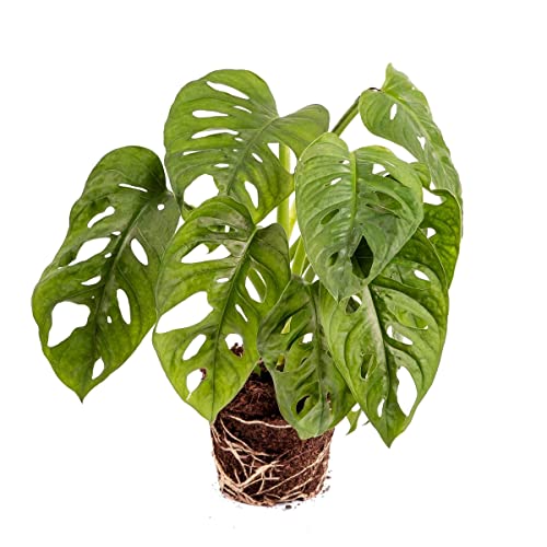 Planta Queso Suizo Monstera Obliqua Natural para Decorar la Casa