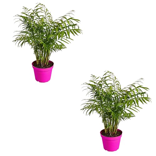 2 Pack Parlor Palm in 4in Pot - Live Plants Tropical Houseplants | Variegated | USA Growers | The Snobby Leaf