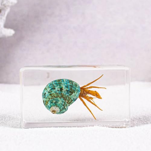 Image of Taxidermy Turtle Crab Snail Conch, Sea Oceans Animals Specimen in Resin for Closer-Look & Study, Novelty Fun & Educational for Science Classroom Specimens, Home Office Decor Gift (2.9x1.6x0.9-inch)