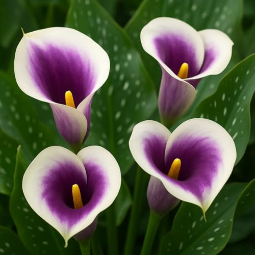 Zantedeschia Picasso Calla Lily Bulbs for Planting - Rare Purple and White Trumpet Blooms - Big Healthy Bulbs for Growing - Deer & Rodent Resistant - Create Your Own Bouquet (3 Bulbs)