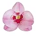 Dekora Rose Fleur Comestible Paquet de 10 orchidées pour Décoration de Gateau, Couleur, 126066