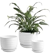 MyGift Modern Ribbed White Ceramic Indoor Plant Pot with Drainage Hole and Attached Saucer, Small...