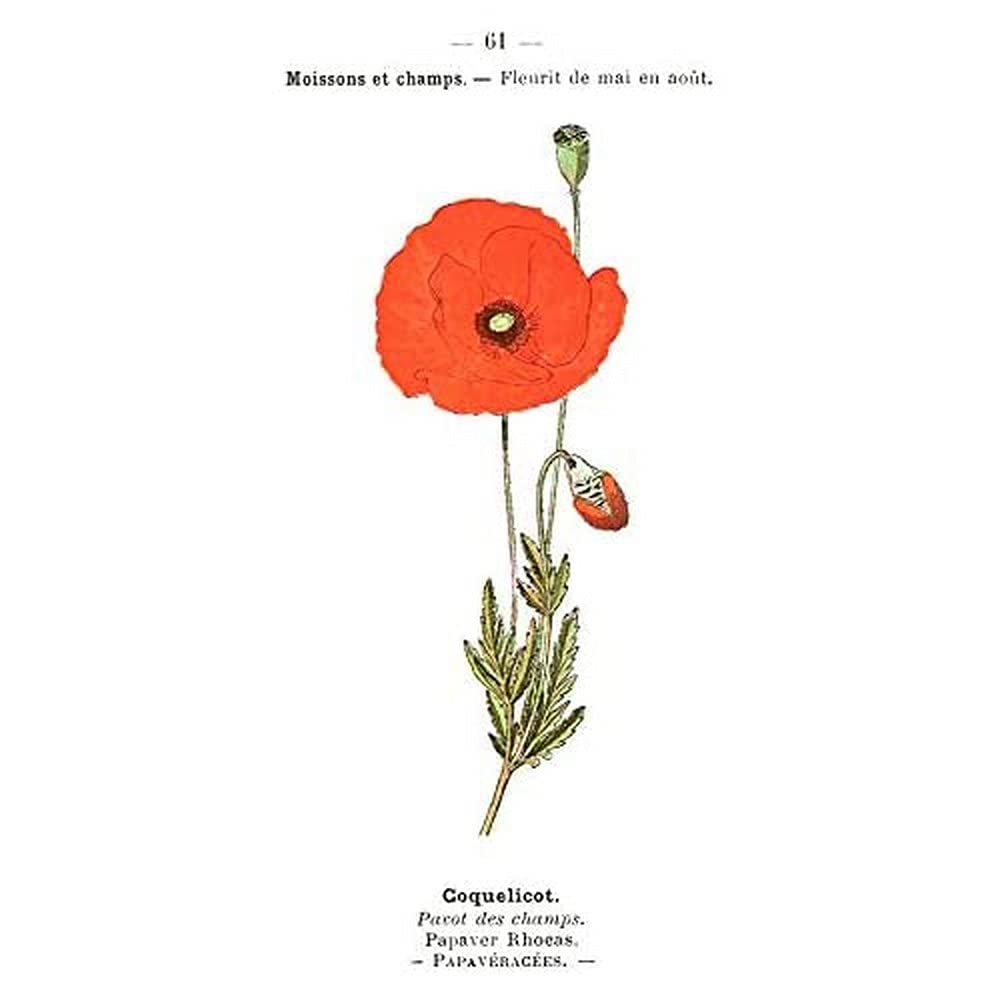 Flower Poppy Coquelicot Papaver Rhoeas Art Print Canvas Premium Wall Decor Poster