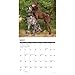 Willow Creek Press, Just German Shorthaired Pointers 2026 Wall Calendar, 12'' X 12'', 18-Month Calendar with Stapled Binding