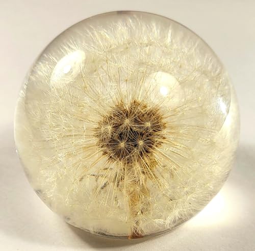Image of 60mm Real Dandelion inchSnowflake Flower inch in Crystal Clear Lucite Resin Sphere Specimen Paperweight Botanist Herb Herbarium Collection for Botany Science Education Desk Ornament Display Christmas Gift