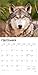 Wolves | 2026 12 x 24 Inch (Hanging) Monthly Square Wall Calendar | Plastic-Free | BrownTrout | Wildlife Animals