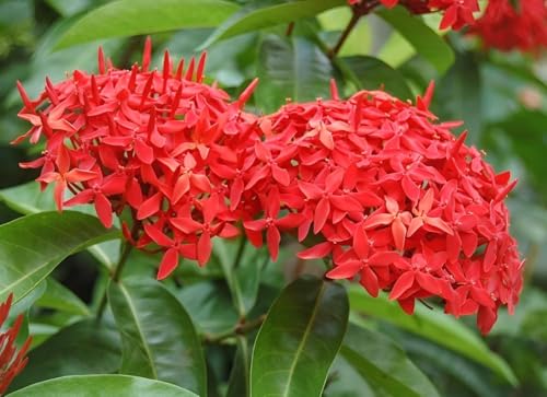 Image of Most Beautiful Fragrange Hybride inch Flower inchTree Plant Pack of 1|| For Home Garden Outdoor Live Flower Tree Plant (Red Rangon)