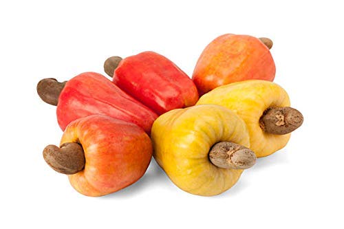 Creative Farmer Live Plant Cashew Nut Rare Grafted Cashewnut Combo Anacardium Occidentale Exotic Garden Plant(1 Healthy Live Plant) (B07SXQLYJ2) Amazon Price History, Amazon Price Tracker