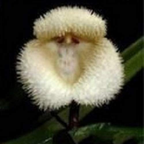 100/200 Stück entzückende Affengesicht-Orchideensamen, Gartenpflanze, Bonsai-Dekoration für Frauen, Männer, Kinder, Anfänger, Gärtnergeschenk – Bild 8