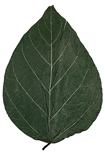 Image of Awesome Aquatic Dadap Leaves Premium Leaf Food for Shrimp Crayfish Crabs Snails Ancistrus and More High Calcium /Protein Levels with Essential Vitamins Minerals Amino Acids Trace Elements (Dadap 10 Pk)