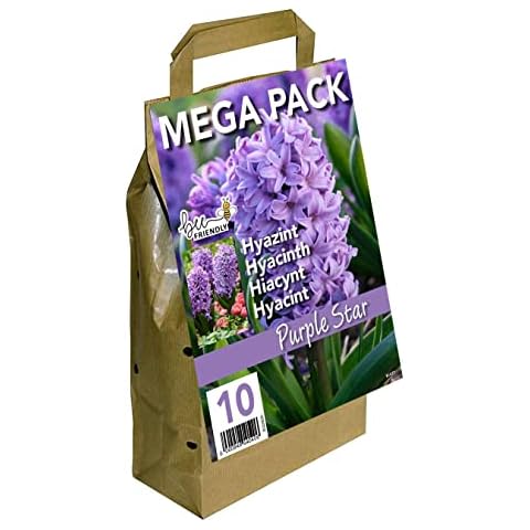 GreenBrokers Hyacinth Mega Bag Purple Star (10 Bulbs) Bee Friendly Cover