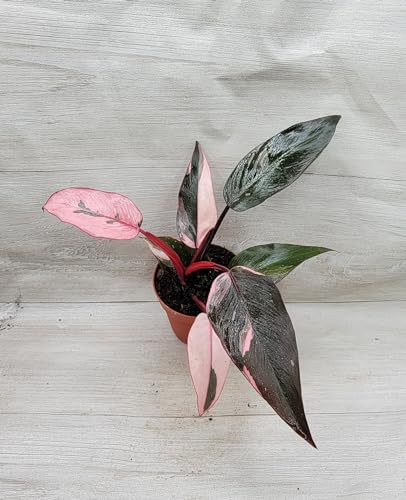 Philodendron Pink Princess Live Rare Exotic Tropical Indoor House Plants in 4 inch Nursery Plant Pot Housewarming Gift Decoration for Home and Office by 3exoticgreen (4' Pot)