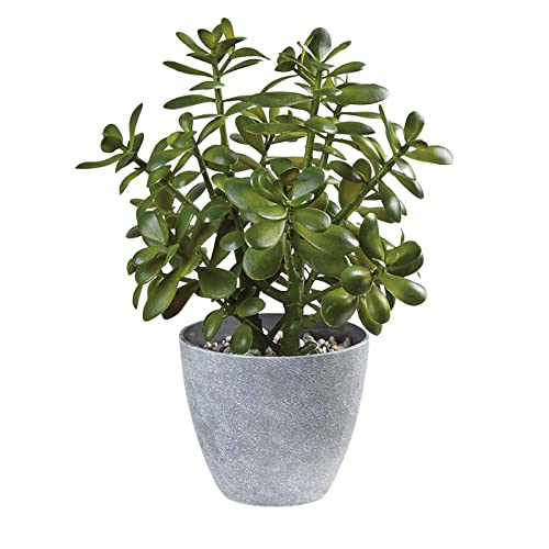 Is jade plant safe for dogs