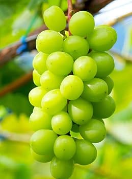 シャインマスカット苗木　3株　ぶどう苗木 shain008.jpg