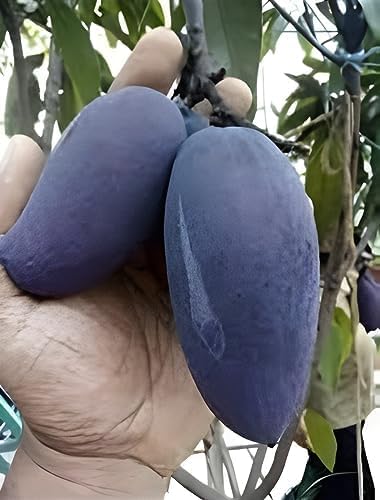 Original Thai "BLACK STONE" Grafted hybrid Mango Live Plant For Home and Garden tree Pack of 1Healthy Plant & Fresh Most Expensive Variety Size 1.5 to 2 feet-image-33