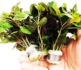 Greenpro Lobelia Cardinalis Dwarf 3 Bundle Freshwater Live Aquarium Plant Purple
