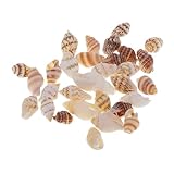 ZGXNYI Conchas Decoración Paquete de 30 Conchas de mar, almejas, Caracoles, vieiras, decoración de Playa, artículo Decorativo Decoración Marinera Terraza Conchas