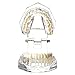 Dentalmall Dental Oral Typodont Model Implant Pathological Removable Teach Demo Visible Anatomy Demonstration Teaching Standard Size (Clear)