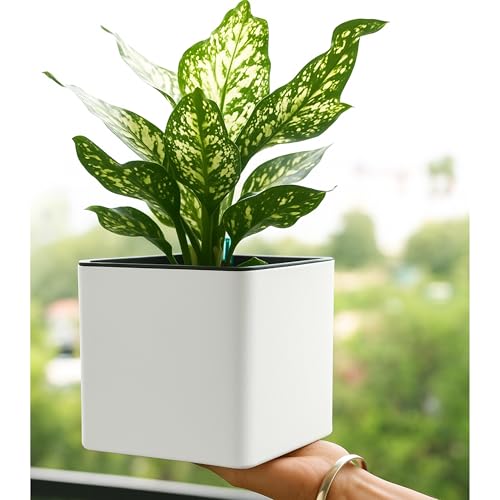 Image of Indian Discovery Self Watering Tabletop Planter| Flower Pots for Home, Terrace, Balcony, Vertical Garden Decor Flower Pots(1 PC, White, Square) |6 Inch UV-Resistant Plastic Plant Pots