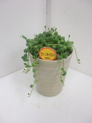 Amazon Co Jp 多肉植物グリーンネックレス ジュエリー