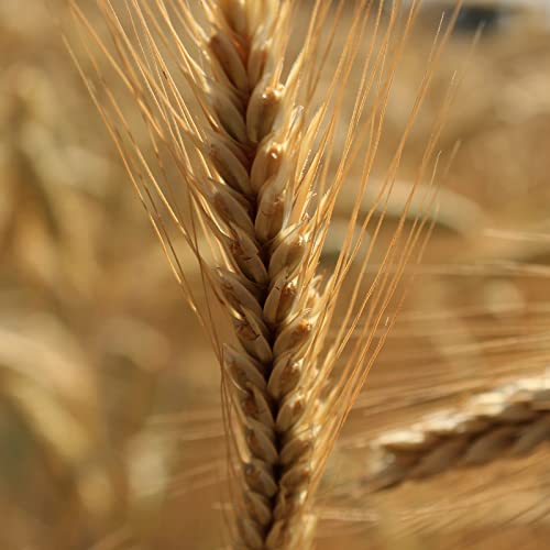 Rye Berries Organically Grown In Michigan, Farmer Direct, Usda Organic Certified, Non-Gmo, 25 Lbs Total // Findlay's Organics #TOP3