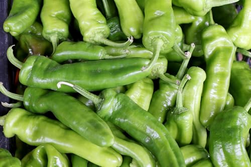 Vegetable - Pepper - Friggitello - 5 Seeds - Economy Size