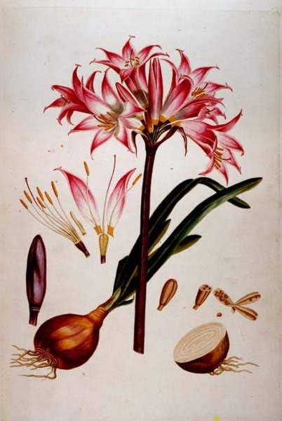 Impression d'affiches Plantae Selectae Ehret Toile 60x90
