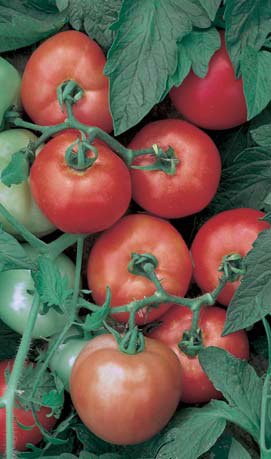 Clovers Garden Early Girl Tomato Plants- Two (2) Live Plants – Non-GMO - Not Seeds – Each 4"-8" Tall in 4 Inch Pots - High Yield Canners