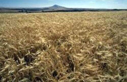 Ancient Grains - Barley Grass Seeds - 200g