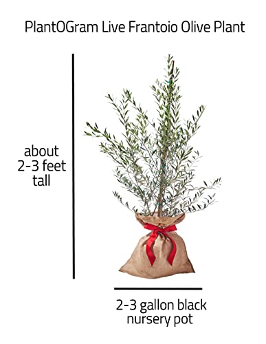 Plantogram Live Frantoio Olive Container Plant Tree 2-3 Feet Tall For Indoor Or Outdoor Gift #TOP1