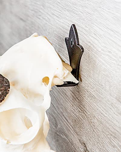 Skull Bracket Bambi European Trophy Mount - Perfect For Young Deer, Antelope, Bear, Wolf And Other Small Game Mounts Holds Over 50 Lbs Taxidermy Mount Skull Hanger Kit #TOP4