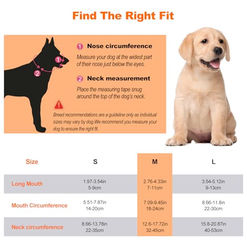 Utilisation du licol anti-traction en promenade