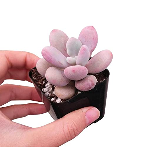 Succulents Box Moonstones Pachyphytum (2 Inch) Rare Healthy Live Succulent #TOP1