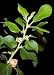 Ashwagandha seed packet