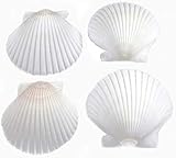 FSG - 25 White Florida Scallop Shells (about 2