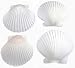 FSG - 25 White Florida Scallop Shells (about 2") Seashells for Beach Wedding Decor and Ocean Crafts