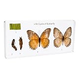 Life Cycle of Common Insect Specimen, Resin Collection Science Toys for Kids Aged 3-12 (Butterfly)