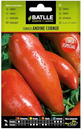 Andean Tomato Cornue
