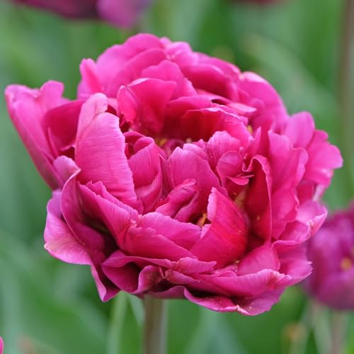 5 x Tulipa Double Early Margarita â€“ Mauve Pink to Mag