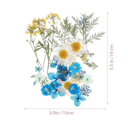 Flores prensadas secas naturales para manualidades DIY azul miniatura 5