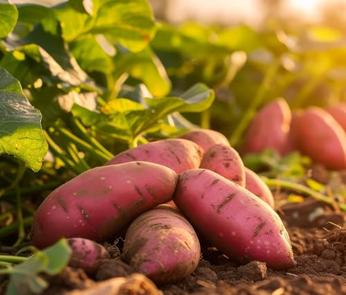 Red Sweet Potato Slips for Growing - Easy to Grow Red Yams (6 Slips)