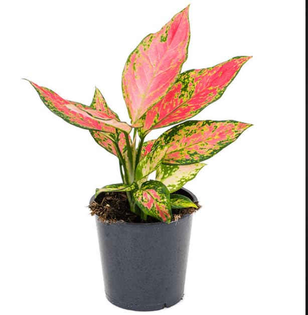 Shade Tolerant Chinese Evergreen houseplant - Aglaonema Pink houseplant- Easy Care Plant in 12 cm Pot