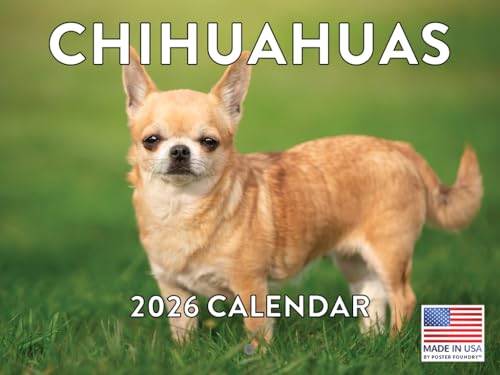 Chihuahua Calendar 2026 Wall 12 Month Monthly Chihuahuas Gifts For Chihuahua Lovers Women Men Mom Dad | American Made In The USA