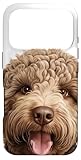 Cane cucciolo di razza Lagotto Romagnolo - Dogs