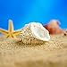 H&D HYALINE & DORA Metal Glass Small Seashell Figurine Collectible Ring Jewelry Holder Trinket Box(conch)