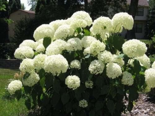 Old Fashion Snowball Viburnum Live Plant in a #3 Container